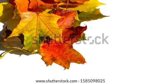 red and yellow maple leaves on a white background. When the leaves change color from green to yellow, bright orange or red, you will learn that the trees begin their long winter rest.