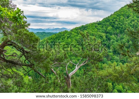 View of the snow-capped mountains through pine branches. Thick forest in a green valley. Snow capped mountains visible on the horizon. Spring colors. Dramatic cloudy sky.