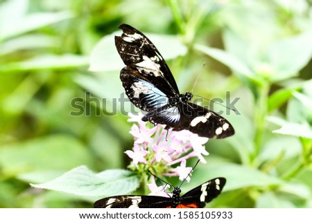 butterfly on flower, photo as a background ,taken in Arenal Volcano lake park in Costa rica central america