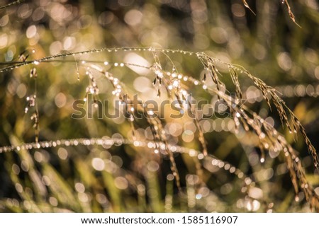 unfocused background image of Grasses glittering in the morning dew / copy space  / Natural blured