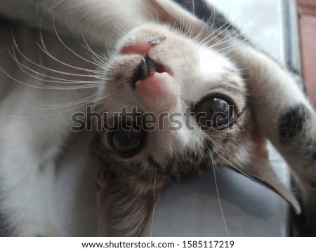 a picture of a cute cat