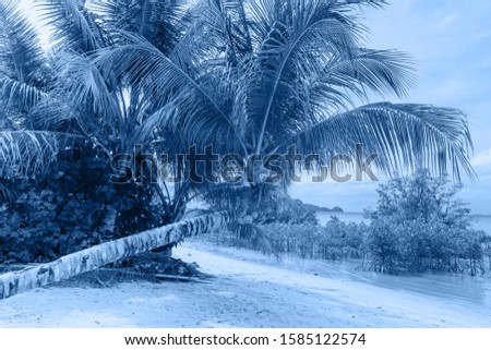 Coconut palm trees on the tropical beach. Color of the year 2020 Classic Blue