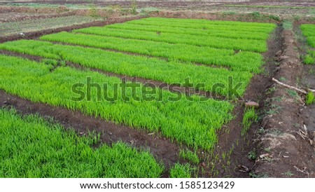 Traditional rice nursery methods enter the growing season