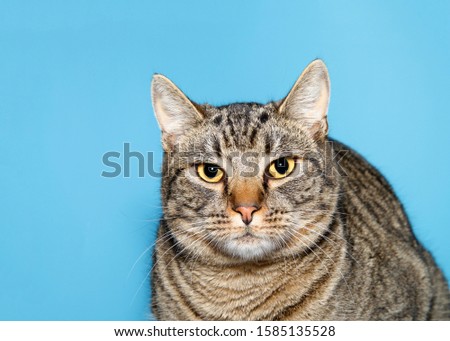 Portrait of a chubby tabby cat looking directly at viewer with skeptical expression. Blue background with copy space.