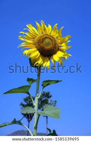 Sunflowers are yellow flowers. The appearance of the inflorescence and the leaves will turn in the direction of the sun.- Image