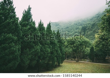 Misty fog in pine forest on mountain slopes. Color toning, faded, Forested mountain slope in low lying cloud with the evergreen conifers shrouded in mist in a scenic landscape view
