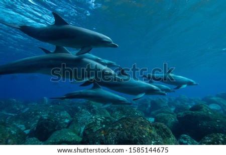 wild life dolphins underwater photography