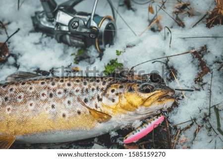 Brown trout close-up. Trout fishing.