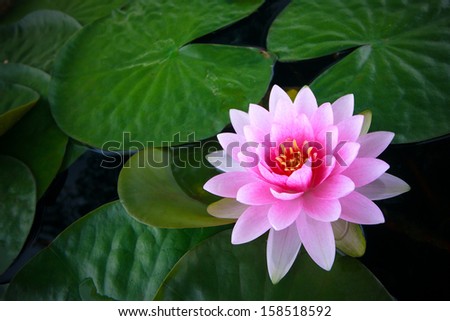 water lily thai 2 Royalty-Free Stock Photo #158518592