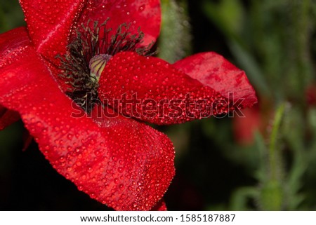 Red field poppies covered with drops of dew in the evening dusk on a background of green meadow grass
