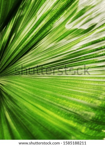 Coconut palm tree isolated on bright background.