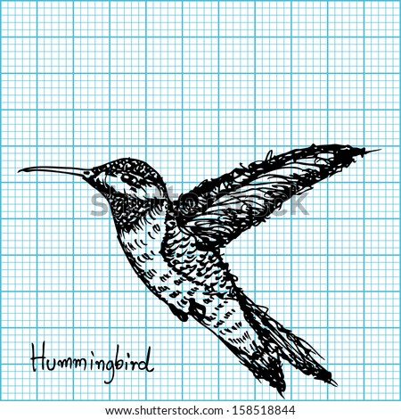 hummingbird sketch on graph  paper vector