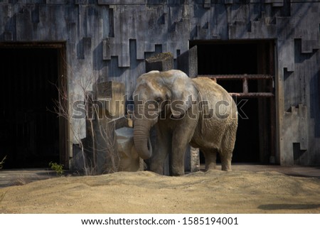 photo of an African elephant in a city zoo. Elephant house and elephant.