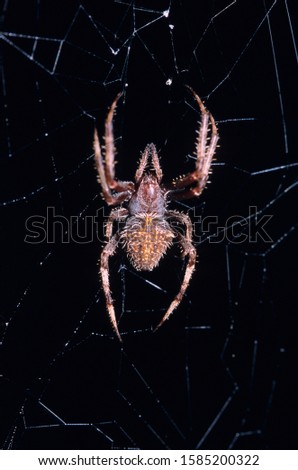 Spider - Neoscana  species on web, India