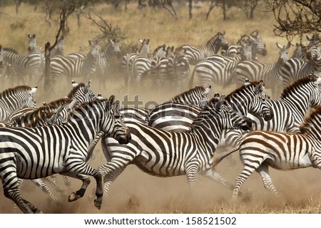 A herd of common zebras (Equus Quagga) galloping in Serengeti National Park, Tanzania Royalty-Free Stock Photo #158521502