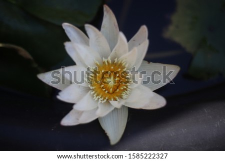 White lotus image, top view image