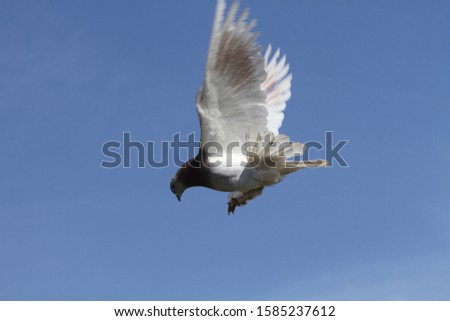 Dove flying in the sky.