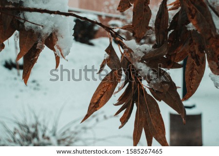 close up of snow covered leaves