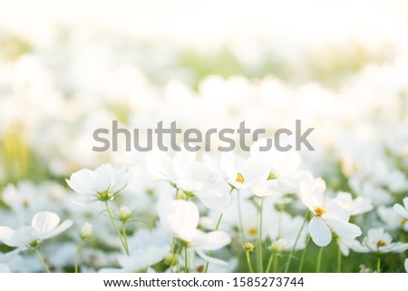 Border of pink cosmos flower in cosmos field in garden with blurry background and soft sunlight for horizontal floral poster. Close up flowers blooming on softness style in spring summer under sunrise