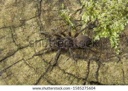 Theraphosidae, Silent Valley National Park, Kerala