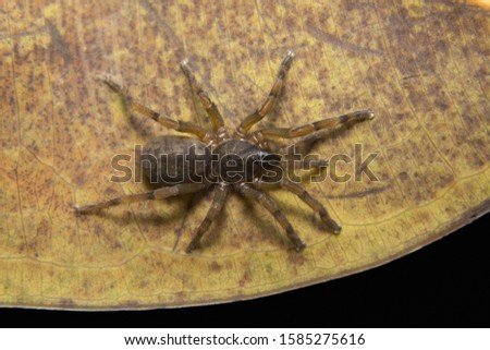 Brush footed spider, Tigidia sp, Barychelidae, Neyyar wildlife sanctuary, Kerala, India