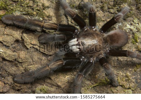 Parambikulam Large Burrowing Spider, Thrigmopoeus Kayi, Theraphosidae, Parambikulam tiger reserve, Kerala, India