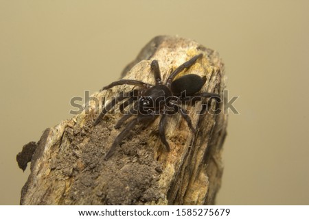 Small hairy burrowing spider, Plesiophrictus sp, Theraphosidae, Parambikulam tiger reserve, Kerala, India