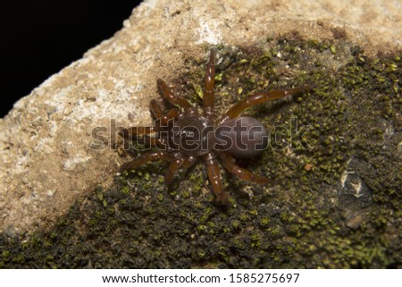 Idiops sp, Idiopidae, Thenmala, Kerala. Trapdoor spider 