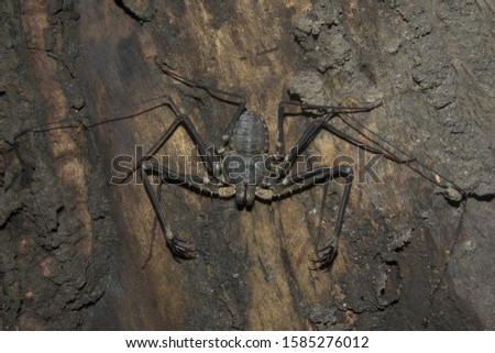 Tailless whip scorpions, Amblypygi sp, Phrynichidae, Neyyar wildlife sanctuary, Kerala, India