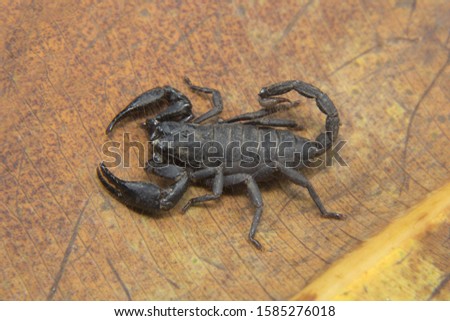 Forest scorpion, Heterometrus sp, Scorpionidae, Neyyar wildlife sanctuary, Kerala. India 