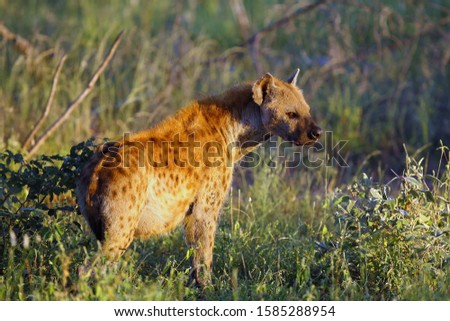 The spotted hyena (Crocuta crocuta), also known as the laughing hyena standing in dense grass. Hyena in backlight.