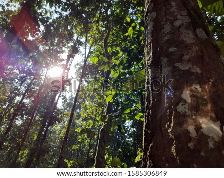 GORUMARA-FOREST Stock Photos and Images - Avopix.com