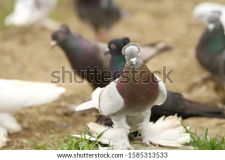 Domestic pigeons roaming the ground.