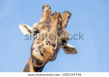Giraffe head picture, front view. Funny animal