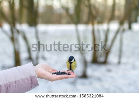 Female hand give a food to little bird tit in the park