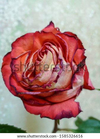 Close-up of a rose Bud of yellow-red color with a drooping head and slightly dried petals at the edges Royalty-Free Stock Photo #1585326616