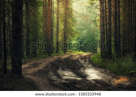 forest road in the pine forest