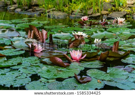 Magical white water lilies or lotus flowers. Pink lilies and lotus flowers. Perry Orange sunset in garden pond on blurry background of aquatic plants. Selective focus. Nature concept for design.
