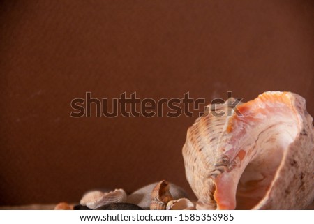 
sea ​​shells close-up on a brown background