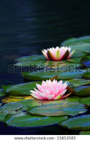 water  lily Royalty-Free Stock Photo #15853585