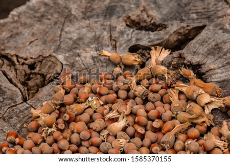A bunch of fresh ripe hazelnuts on an old stump. Shallow depth of field. Food protein. Peanut Butter Advertising. Background image of a pattern of orchids