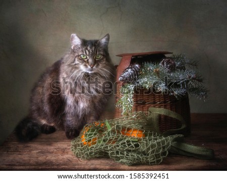 Christmas still life with adorable tabby cat