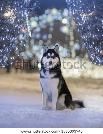 Husky dog and christmas decoration
