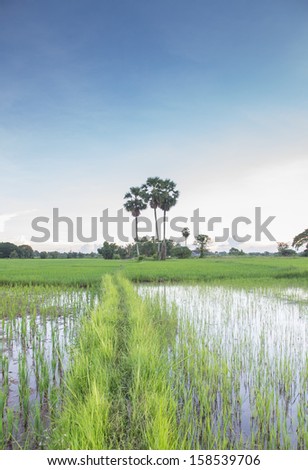 green rice field-stock image 
