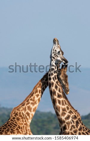 Two giraffes fighting for mating privileges in the herd inside Masai Mara National Reserve during a wildlife safari Royalty-Free Stock Photo #1585406974
