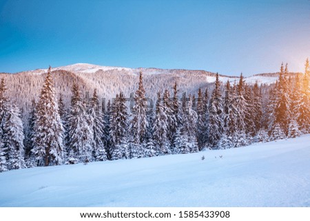 Frosty day in snowy coniferous forest. Location place of Carpathian ski resort, Ukraine, Europe. Incredible wintry wallpapers. Christmas holiday concept. Happy New Year! Discover the beauty of earth.