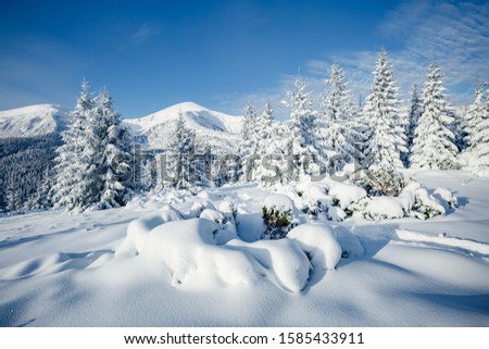 Attractive image of white spruces on a frosty day. Location place Carpathian ski resort, Ukraine, Europe. Exotic wintry scene. Christmas winter wallpaper. Happy New Year! Discover the beauty of earth.