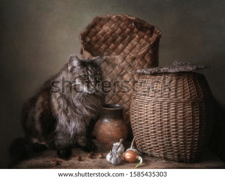Adorable tabby cat in old pantry