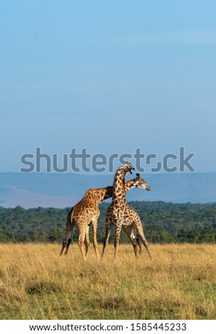 Two giraffes fighting for mating privileges in the herd inside Masai Mara National Reserve during a wildlife safari