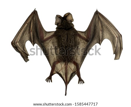 Baby bat Spread wings are flying at white background